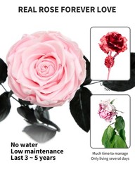 SofLiv Pink Flowers for Delivery Prime, Preserved SingleRose, 04-pink