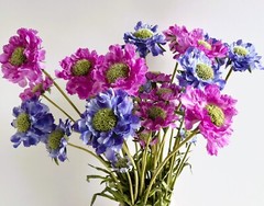 Scabiosa Stem Blue Flowers Faux Silk Scabiosas Purple Wild Flowers Rustic Stems