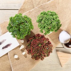 3 Green 6″ Assorted Faux Sedum Succulent Plants with Off White Pots Party Home