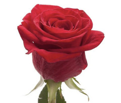 Freedom Red Roses 100 stems – Premium Quality Fresh Bulk Flowers
