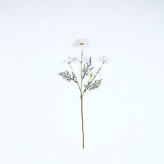WHITE 6 Bushes 20″ SILK ARTIFICIAL DAISY FLOWERS Sprays Wedding Party Supplies
