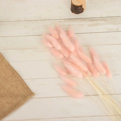 BLUSH 50 Stems 15″ Rabbit Tail Dried Natural Pampas Grass SPRAYS Party Events