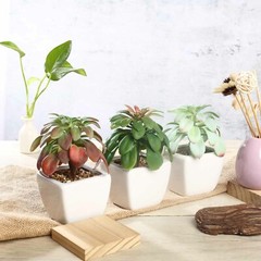 3 Assorted 5″ Faux Echeveria Succulent Plants Off White Pots Wedding Party
