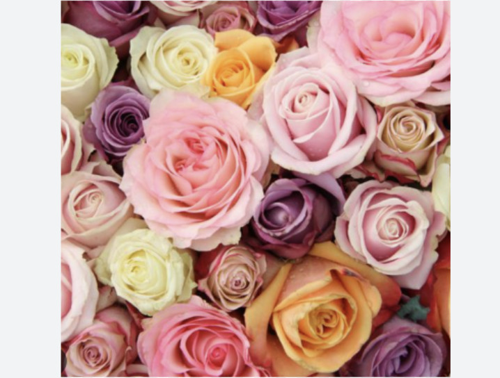 250 Stems Wholesale Premium Roses Assorted – 40Cm Luxury Fresh Wholesale Florals