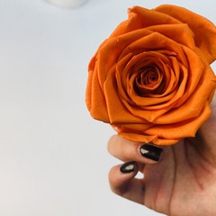 Preserved Rose FLower 6Pcs / Gift Box Head 5-5.5cm