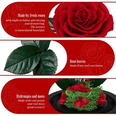 3 Preserved Flowers Roses in Glass Dome for Beauty 7.5 inches, Red