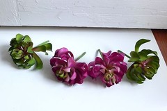 Artificial Plastic Grass 4 Sleep lotus Succulents Mini Plants Garden Landscape