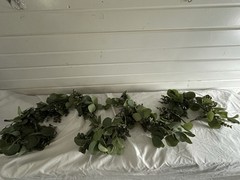 Eucalyptus Boxwood Faux Garland Greenery 6ft Wild Ivory Brown Vine Green Read De