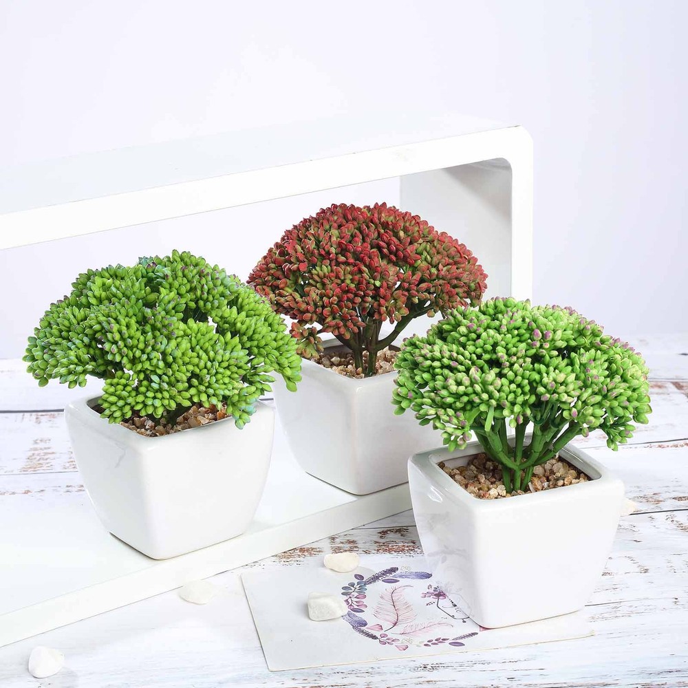 3 Green 6″ Assorted Faux Sedum Succulent Plants with Off White Pots Party Home