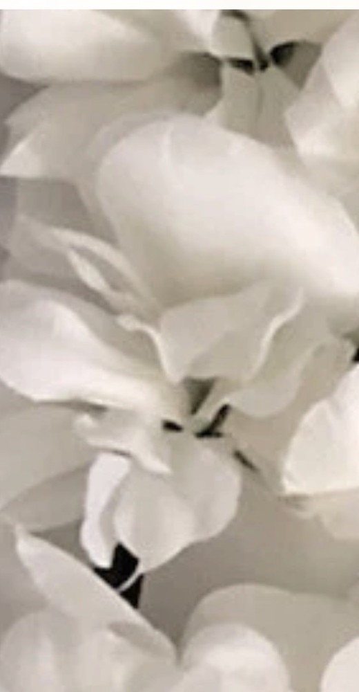 flower wall panel 24×16 decoration whiterose New)
