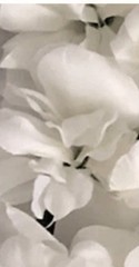 flower wall panel 24×16 decoration whiterose New)