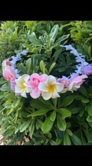Bali Plumeria Franjapani Wedding Party Crown Flower