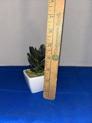 Mini Plant With Pot 5” Tall Artificial desert Grass Restaurant Office Decor