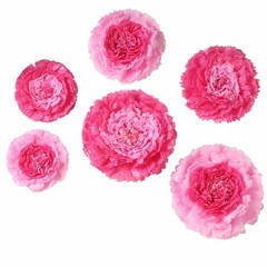 6 pack 7″ 9″ 11″ Fuchsia and Pink Tissue Paper Carnation Flowers Home Backdrop