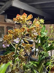 Grammatophyllum scriptum ‘Leopard NN’ (big blooming monster hybrid gram)6-8″