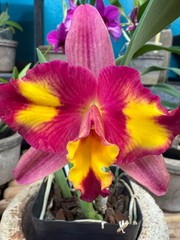 Pot. Cosmic Sparks Slc. Fire Fantasy ‘Royalty’ x Pot. Golden Circle ‘OPRL’