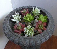 Set of 8 Pieces Artificial Lotus Yacon Lifelike Succulent Plants