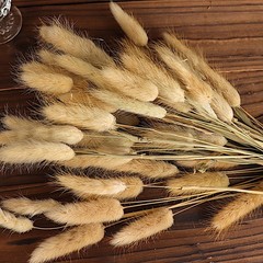 NATURAL 50 Stems 15″ Rabbit Tail Dried Natural Pampas Grass SPRAYS Party Events