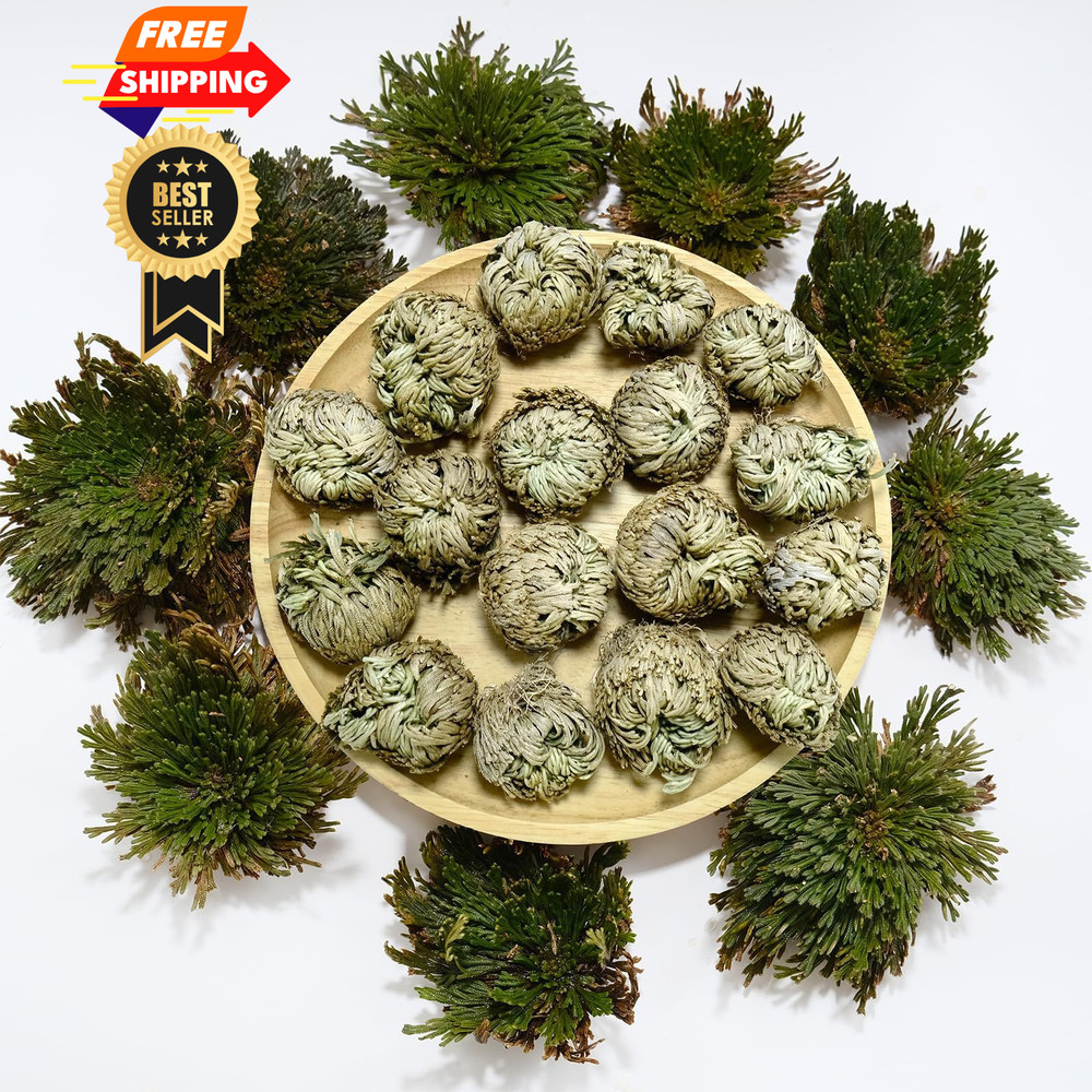 11 Pack Rose of Jericho Resurrection Plants, 1–2 Inch Rosa de Jerico Brown