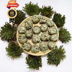 11 Pack Rose of Jericho Resurrection Plants, 1–2 Inch Rosa de Jerico Brown