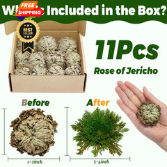 11 Pack Rose of Jericho Resurrection Plants, 1–2 Inch Rosa de Jerico Brown