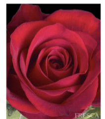 Freedom Red Roses 100 stems – Premium Quality Fresh Bulk Flowers