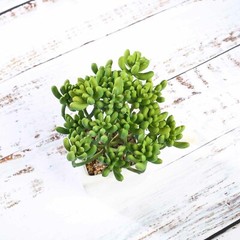 Green 3 Assorted 7″ Faux Jelly Bean Succulent Plants Off White Pots Sale