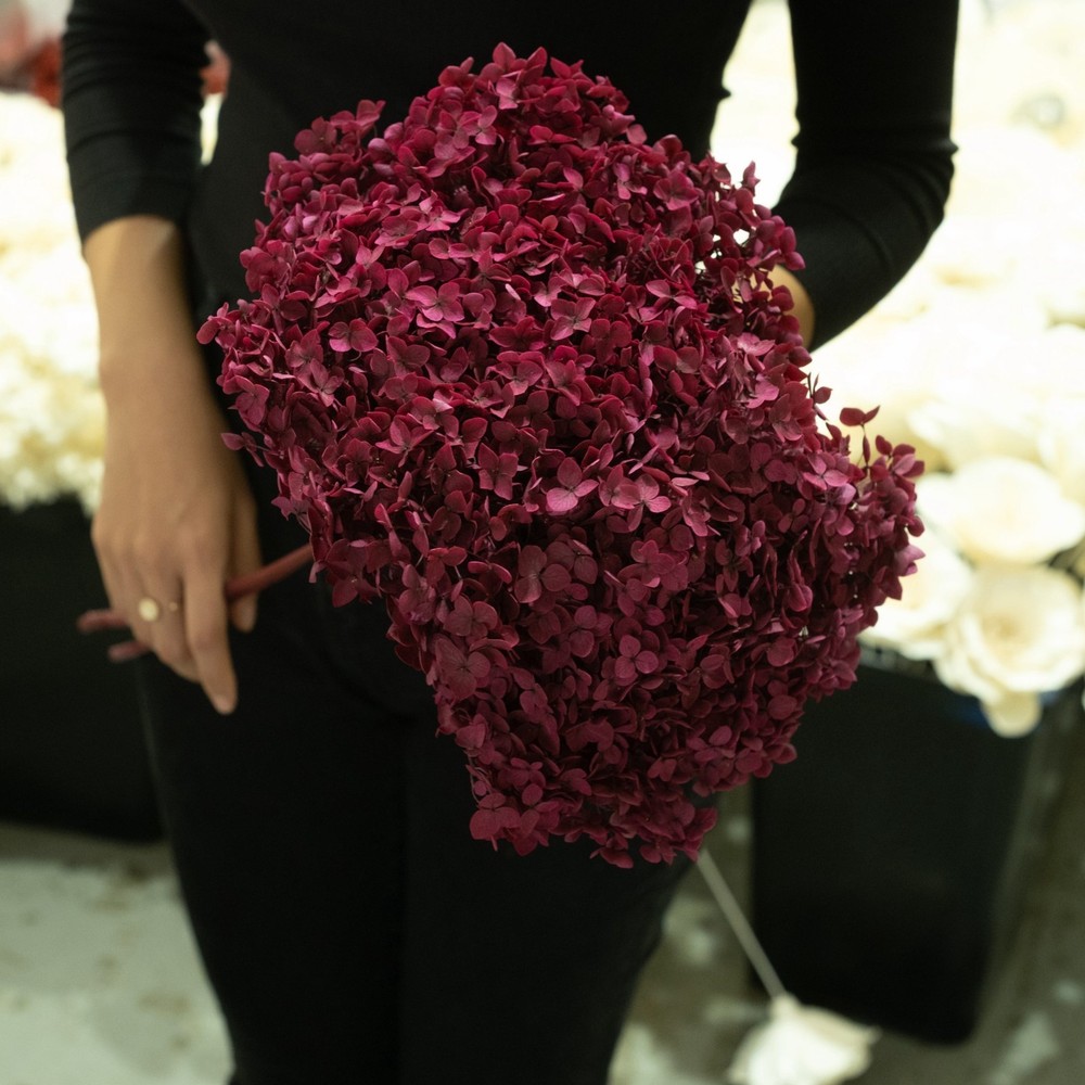 Dried Flower Annabelle Hydrangea Burgundy Home Garden Floral Decor