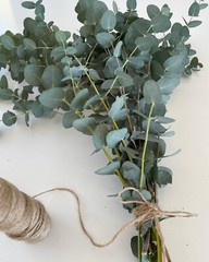 Fresh Gunnii Eucalyptus Bunch