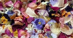 Confetti Dried Rose Mum Gerber Daisy Baby Rose Flower Petals, Biodegradable