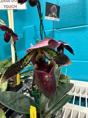 Paph. Maudiae white, puple, multi color 3″ pot Growers Choice