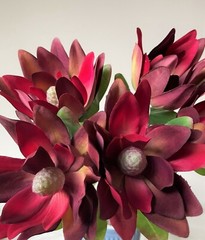 Australian Native Flower Silk Leucadendron Flowers Burgundy Red Artificial Stem