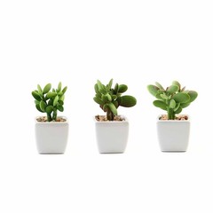 3 3″ Assorted Mini Green Faux Small Succulent Plants with Off White Ceramic Pots