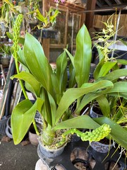 Grammatophyllum Scriptum Citrinum,