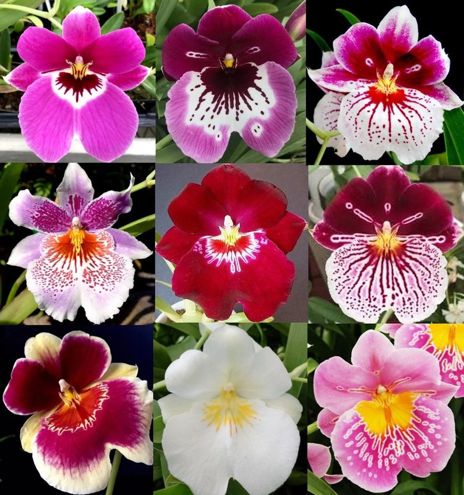 Miltoniiopsis – Growers Choice