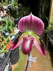 Paph. Maudiae white, puple, multi color 3″ pot Growers Choice