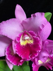 Pot. Hsinying Pink Doll ‘Hsinying’