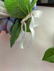 Handmade gardenia wrist corsage and boutonniere Set (wedgewood blue)