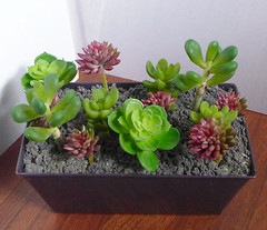 Artificial Mini Plants Succulents Yacon Red Stone Lotus Grass set of 13