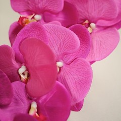 2 FUCHSIA 40″ tall Faux Silk Orchid Flowers Sprays Stems Wedding Decorations