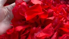 300+ Dried Red Rose Petals – Wedding Confetti, Party Decor, Romantic Proposals (