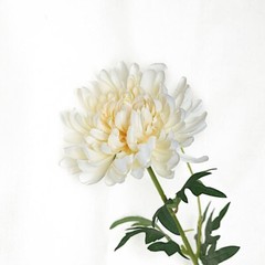 IVORY 3 Stems 27″ Silk Artificial Chrysanthemum FLOWERS Party Decorations
