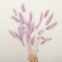 LAVENDER 50 Stems 15″ Rabbit Tail Dried Natural Pampas Grass SPRAYS Party Events
