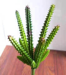 2 Pcs Artificial Small Cactus Column Plants Succulents Grass