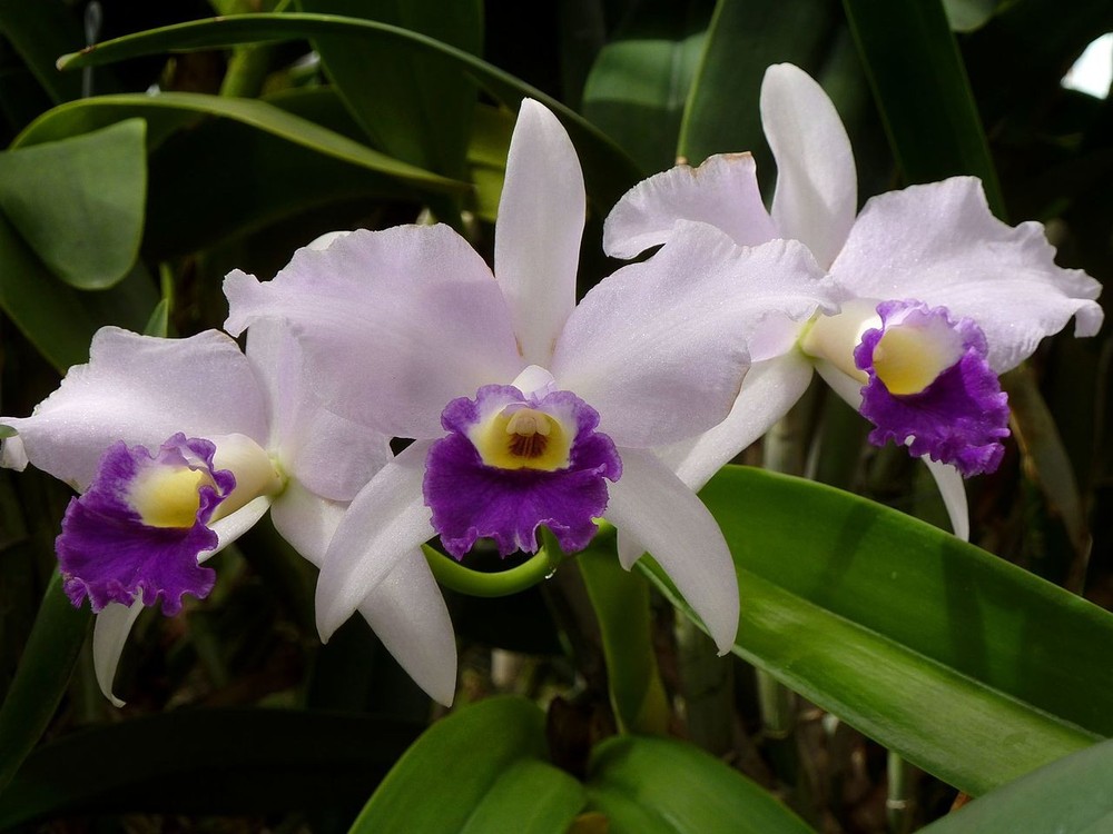 Cattleya Hybrid – Growers Choice