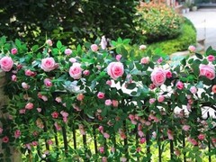 2 PCS 12FT Bendable Flower Garland, Artificial Rose Vine Hanging 2pcs Pink