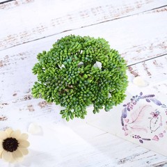 3 Green 6″ Assorted Faux Sedum Succulent Plants with Off White Pots Party Home