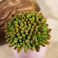 Set of 3 4″ tall Assorted Artificial Faux Jelly Bean Succulent Picks Stems Party