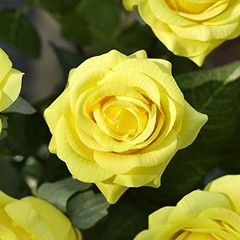 Fake Roses Wedding Flowers Real Touch Silk Yellow Artificial Flowers 12 Stems
