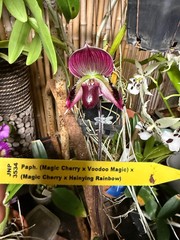 Paph. (Magic Cherry x Voodoo Magic) x (Magic Cherry x Hsinying Rainbow)